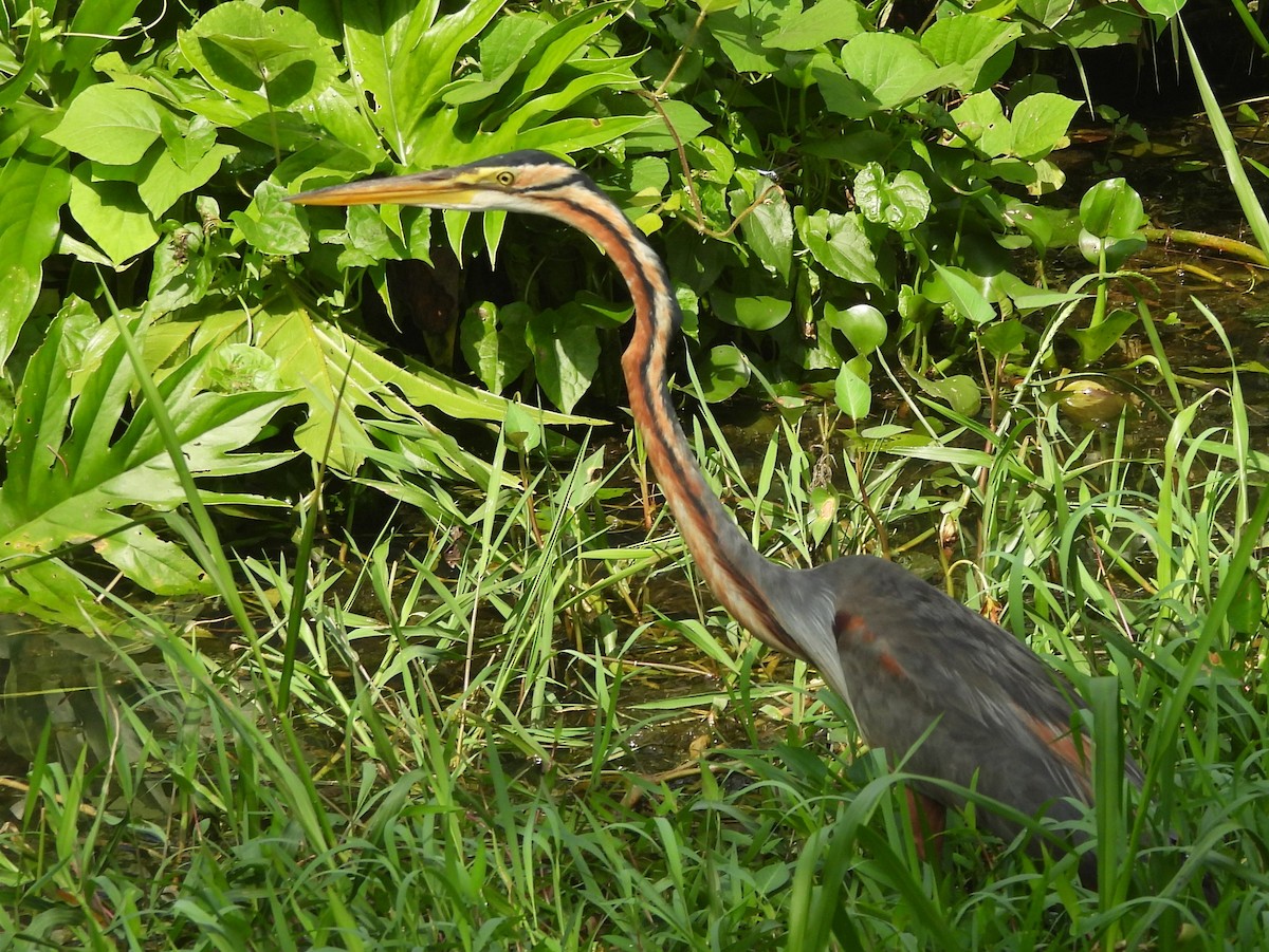 Purple Heron - ML644395159