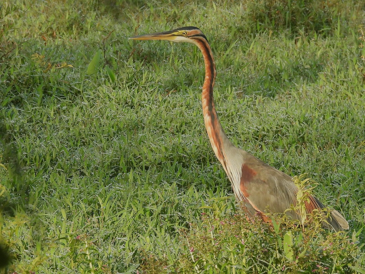 Purple Heron - ML644395160