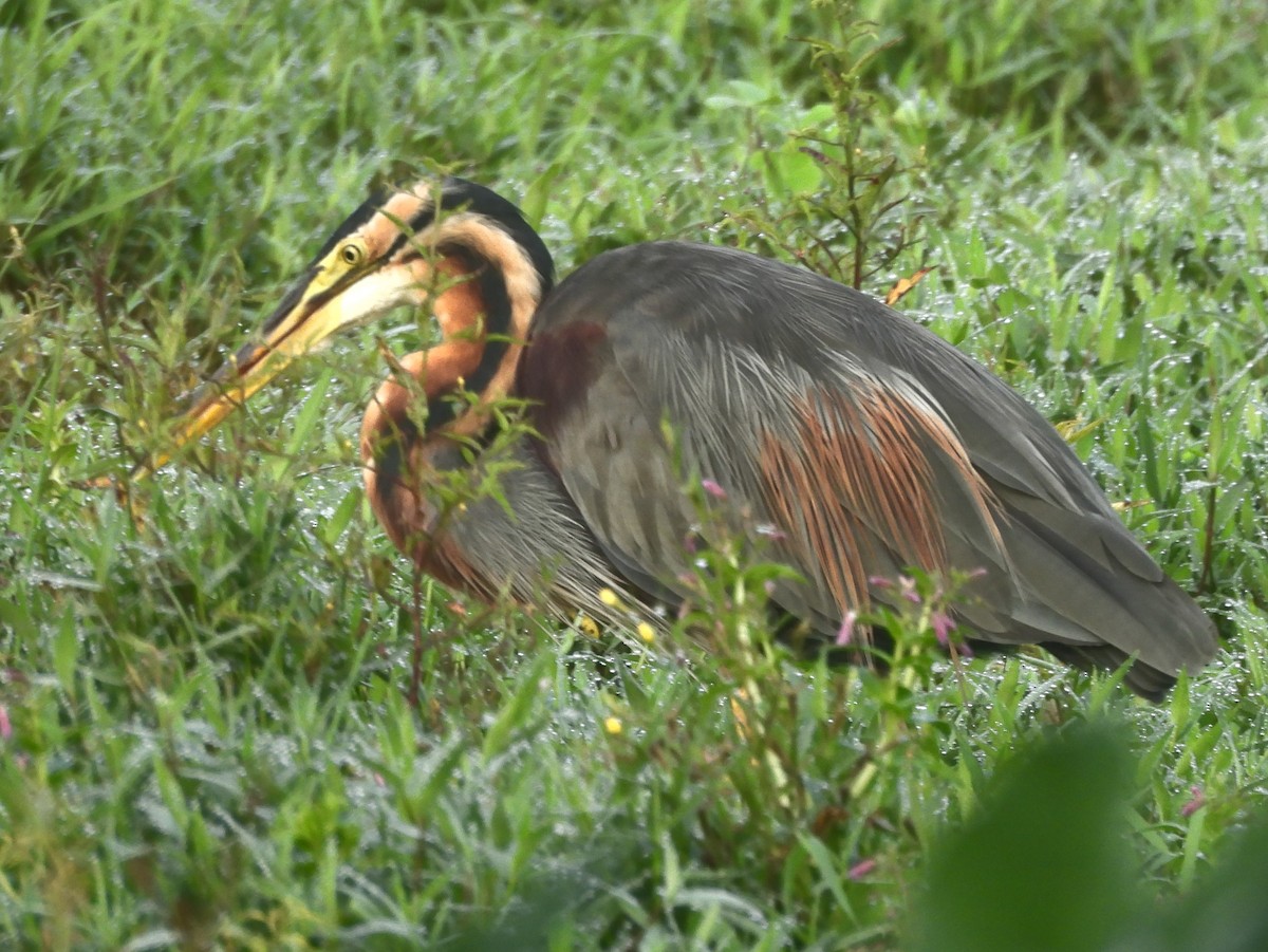 Purple Heron - ML644395161