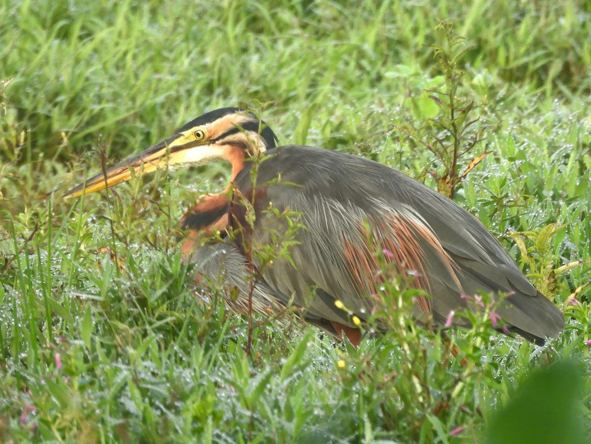 Purple Heron - ML644395162