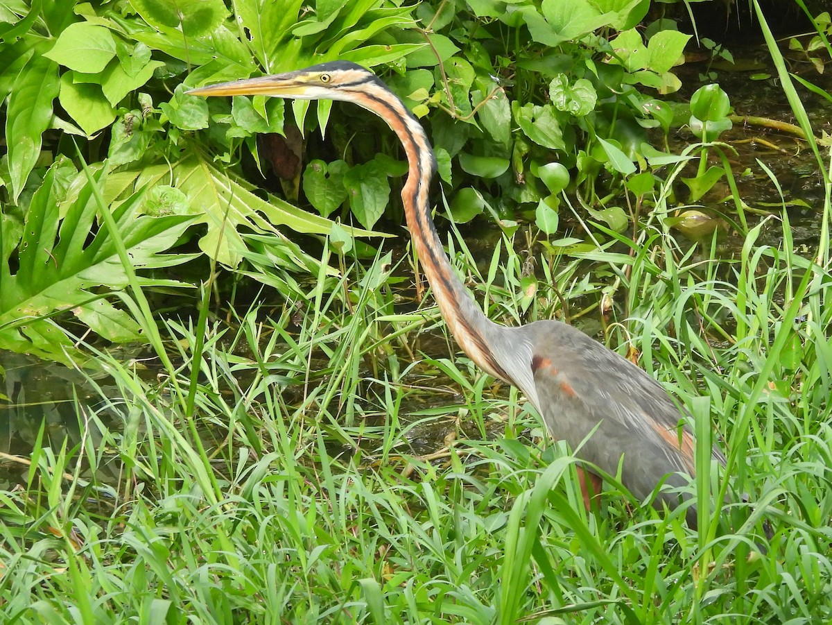 Purple Heron - ML644395172