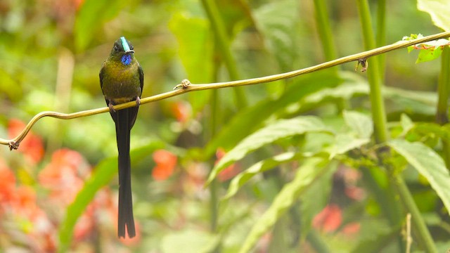 sylfa fialovoocasá - ML644395175