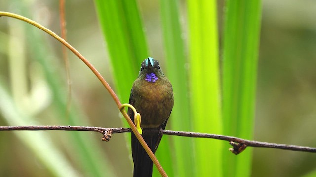 sylfa fialovoocasá - ML644395176