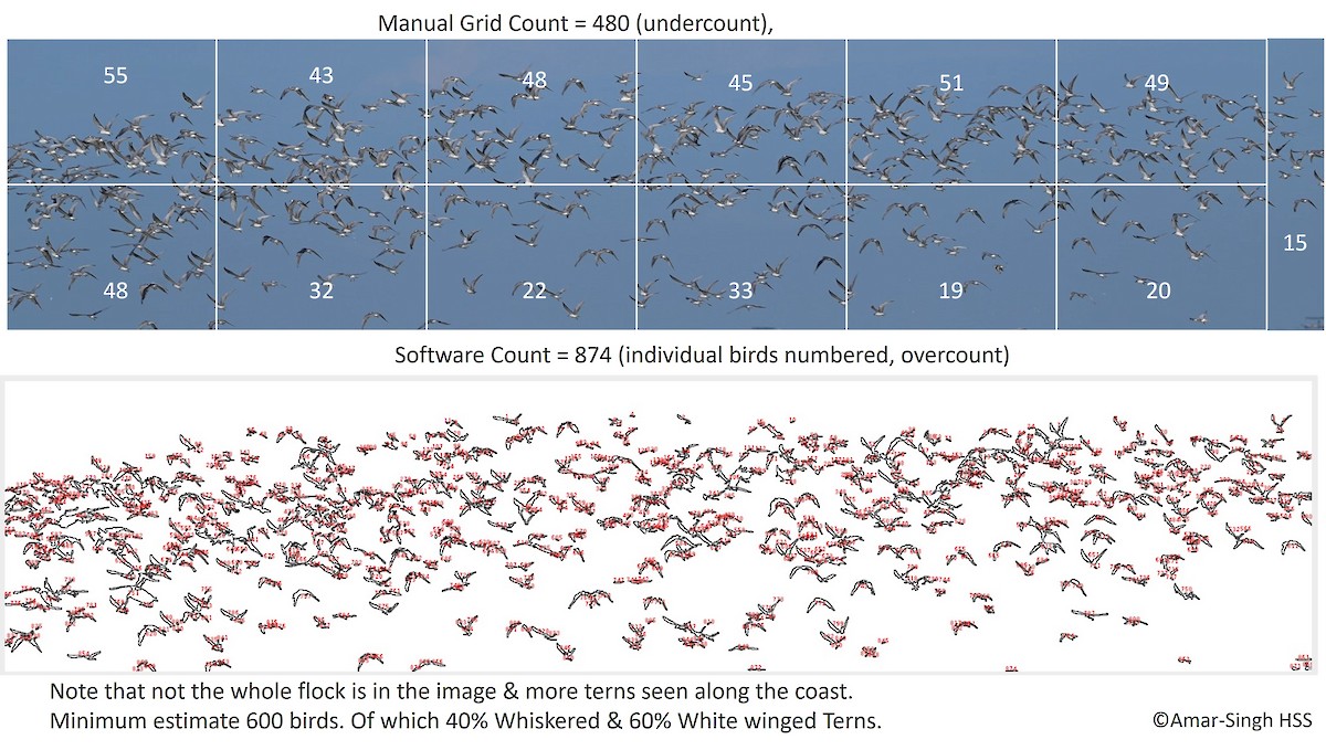 hvitvingesvartterne - ML644395179