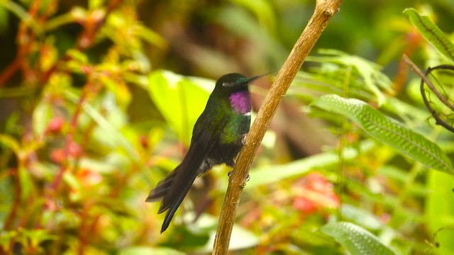 kolibřík bělolímcový - ML644395189