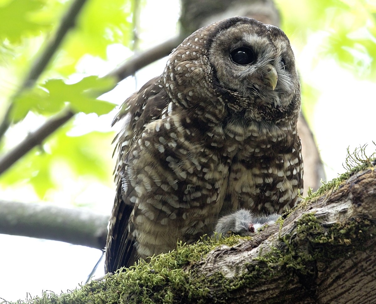 Chouette tachetée - ML644395191