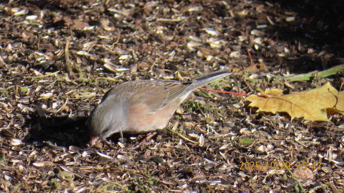 Dark-eyed Junco (Pink-sided) - ML644395195