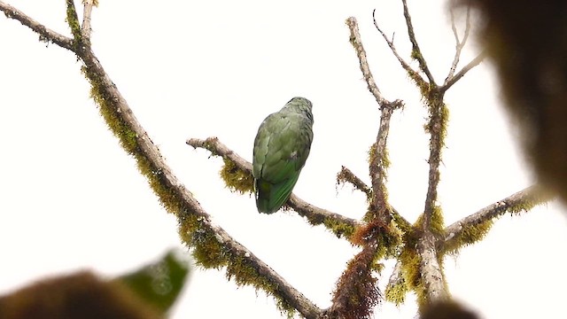 amazónek červenozobý - ML644395196