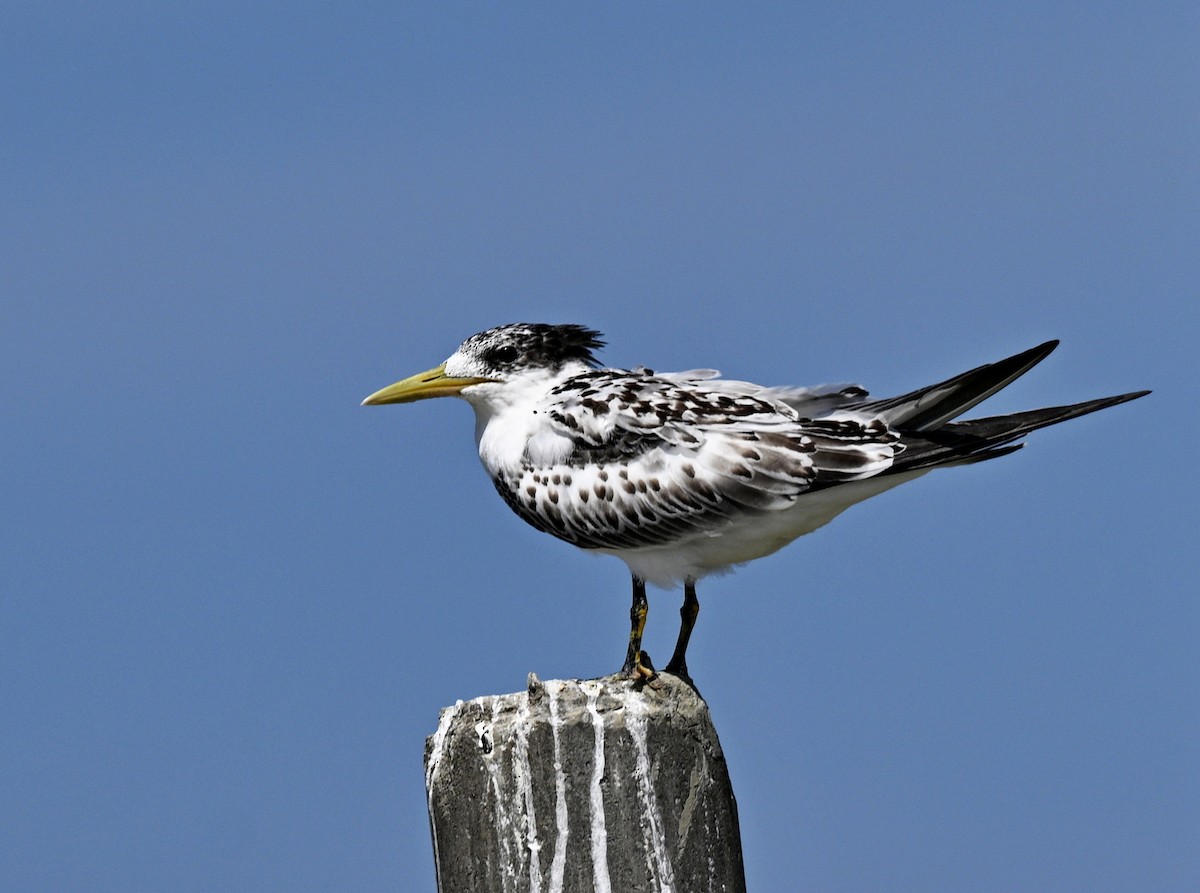 Крячок жовтодзьобий - ML644395229