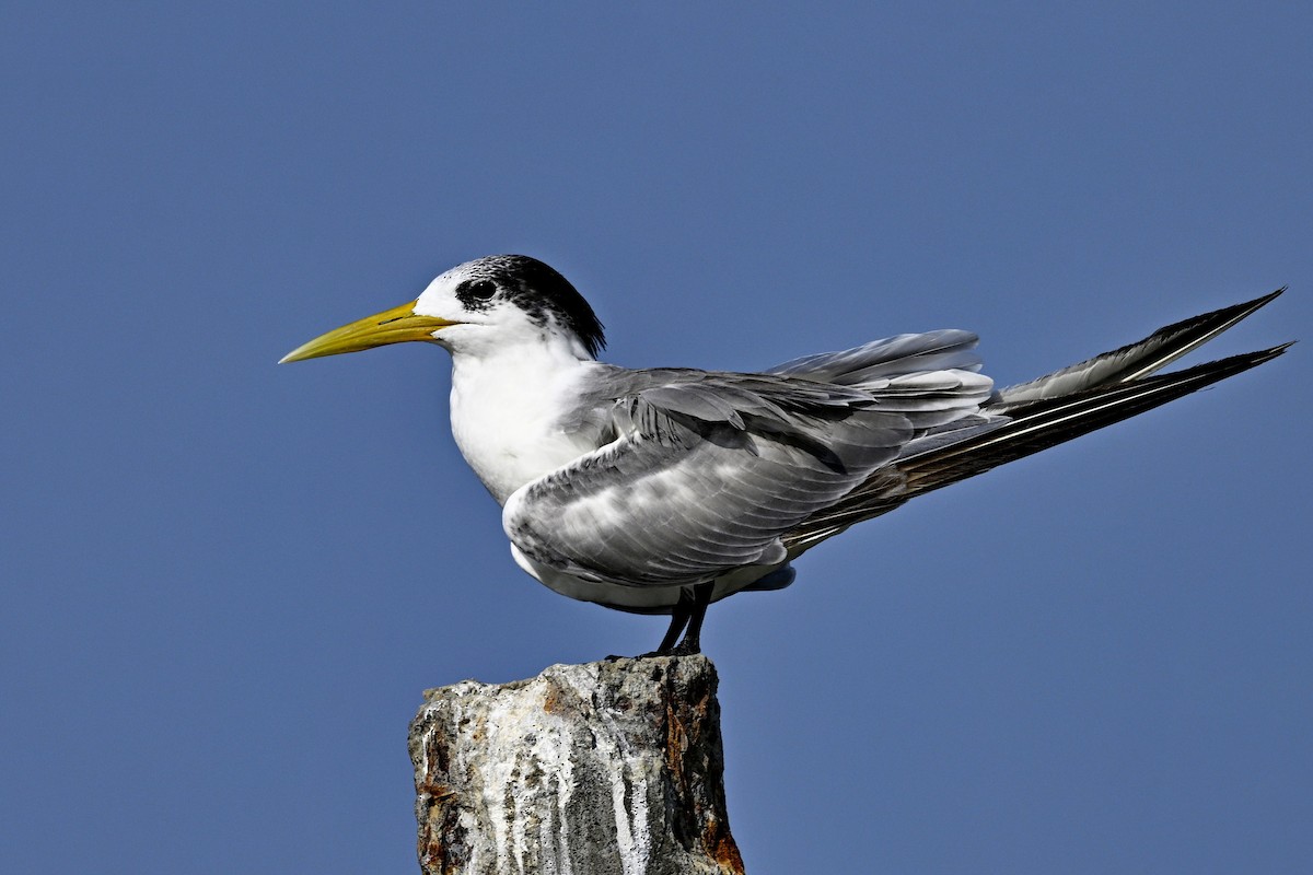 Крячок жовтодзьобий - ML644395230