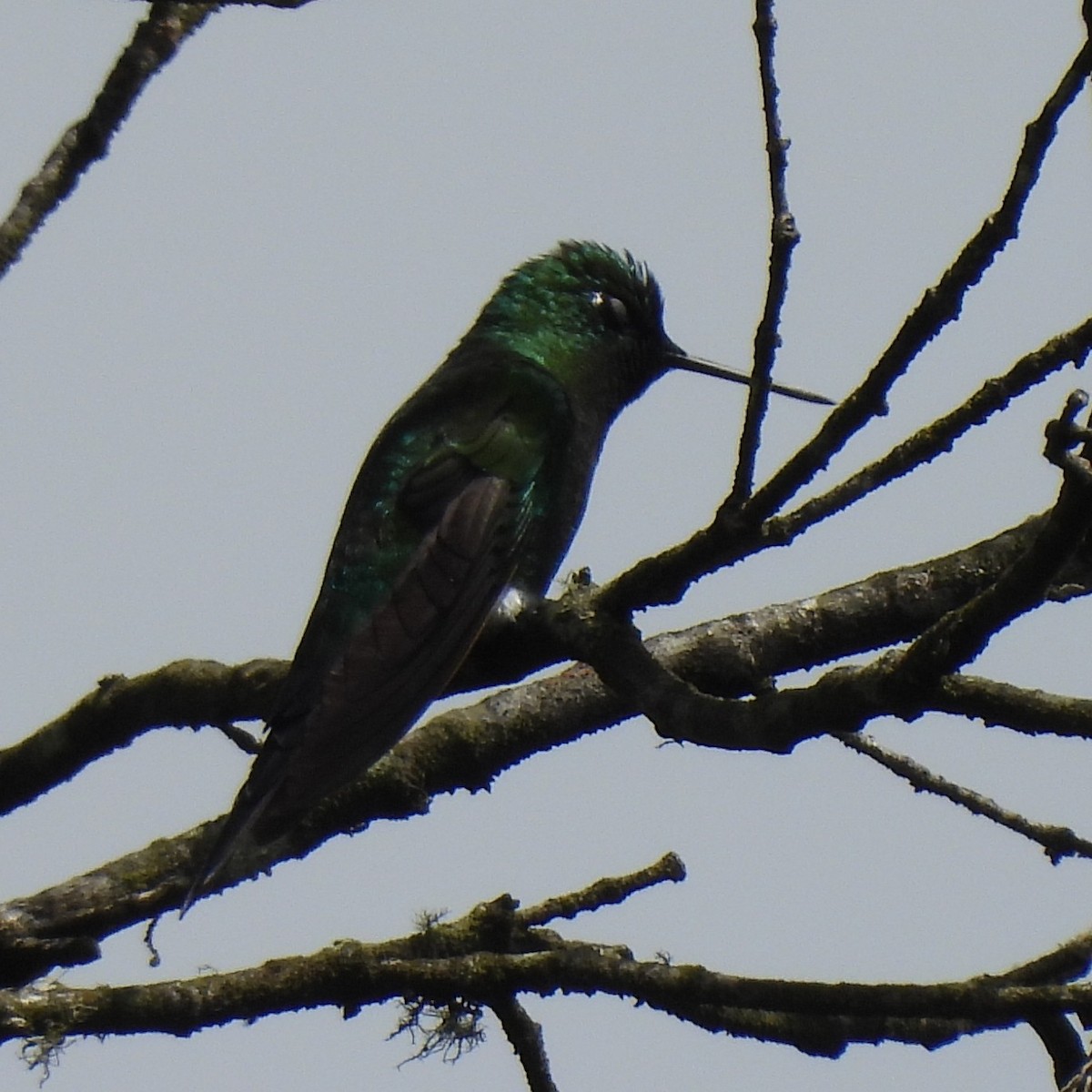 Érione catherine - ML644395232