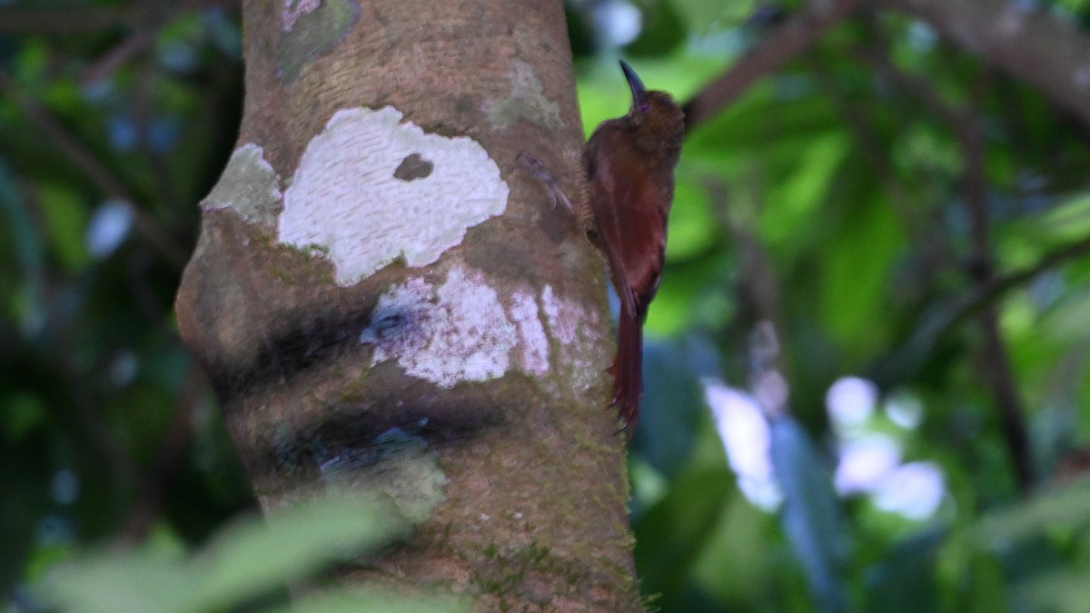 Northern Barred-Woodcreeper - ML644395233