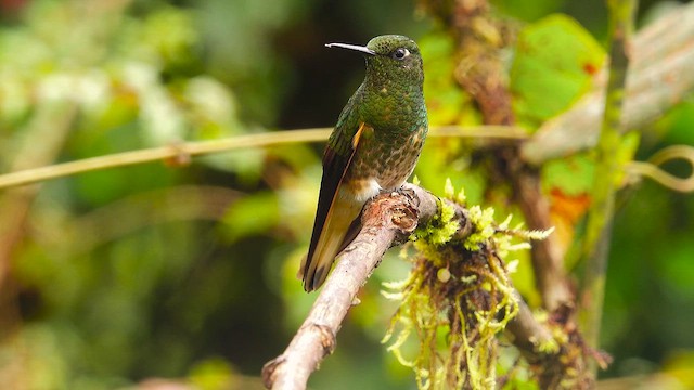 kolibřík žlutoocasý - ML644395266