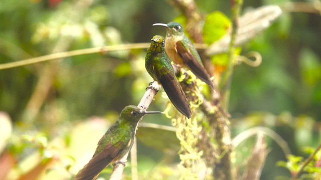 kolibřík žlutoocasý - ML644395267