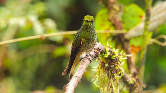 kolibřík žlutoocasý - ML644395268