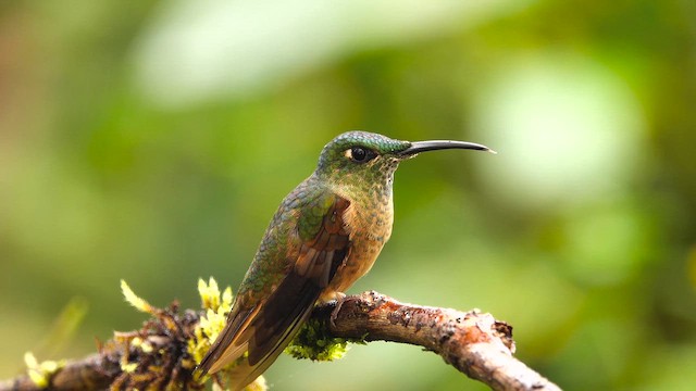 kolibřík žlutoocasý - ML644395269