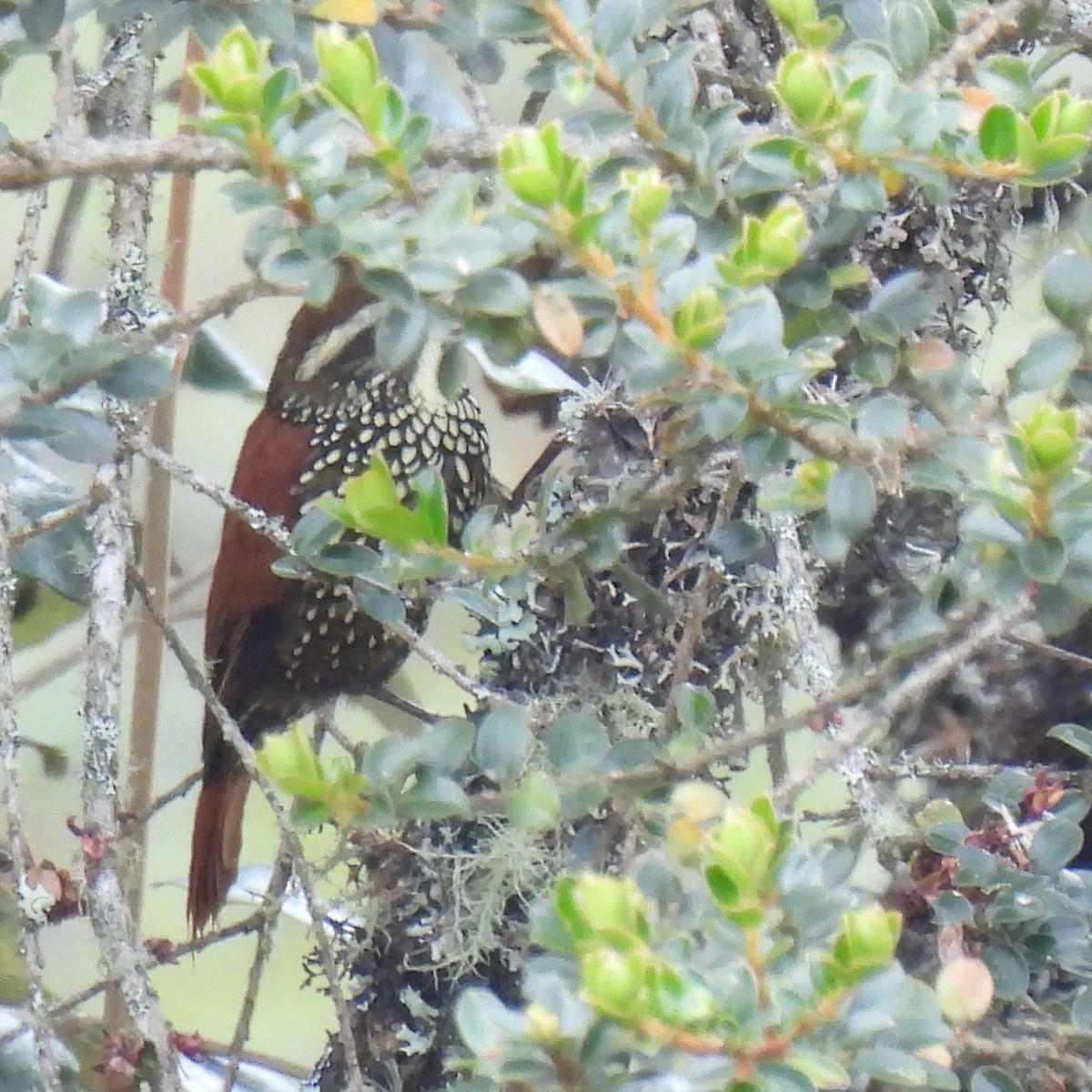 Pearled Treerunner - ML644395292