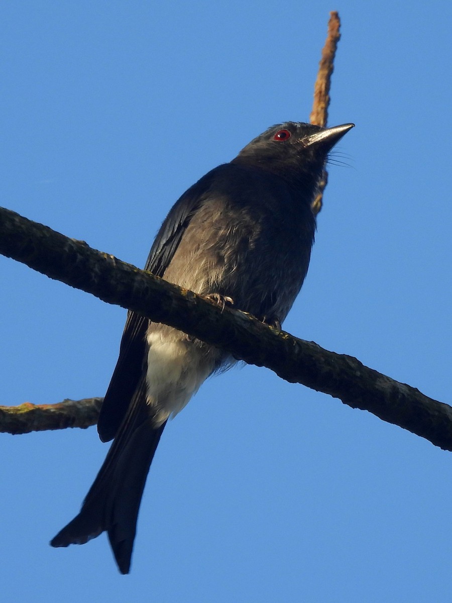 Ak Karınlı Drongo - ML644395295