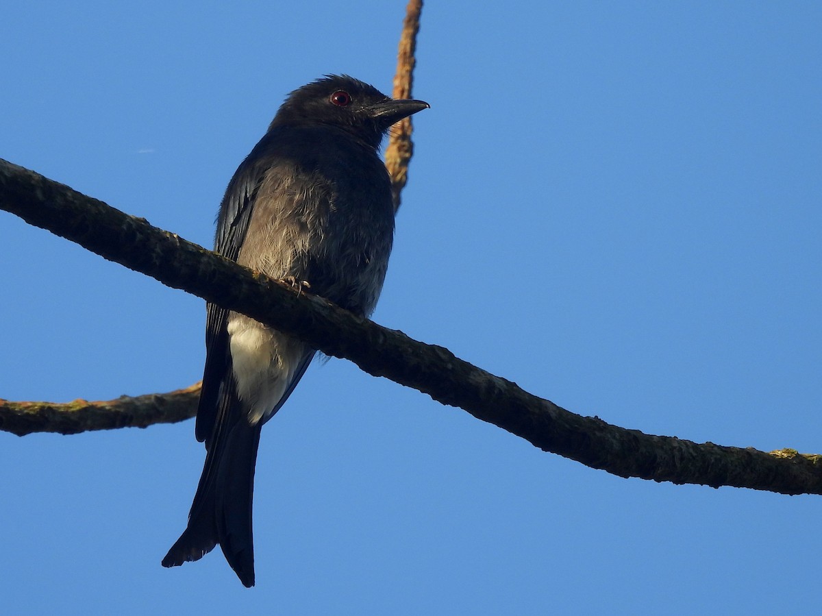 Ak Karınlı Drongo - ML644395296