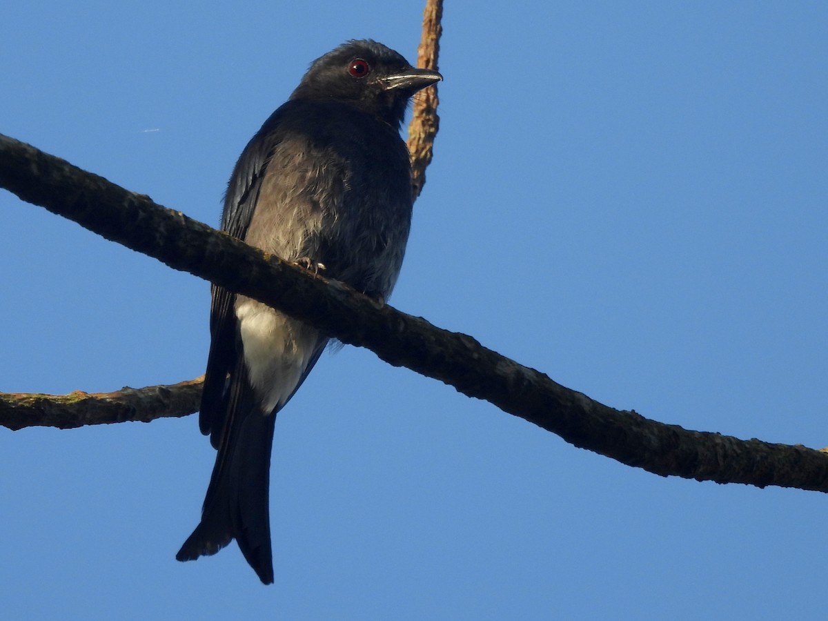 Ak Karınlı Drongo - ML644395297