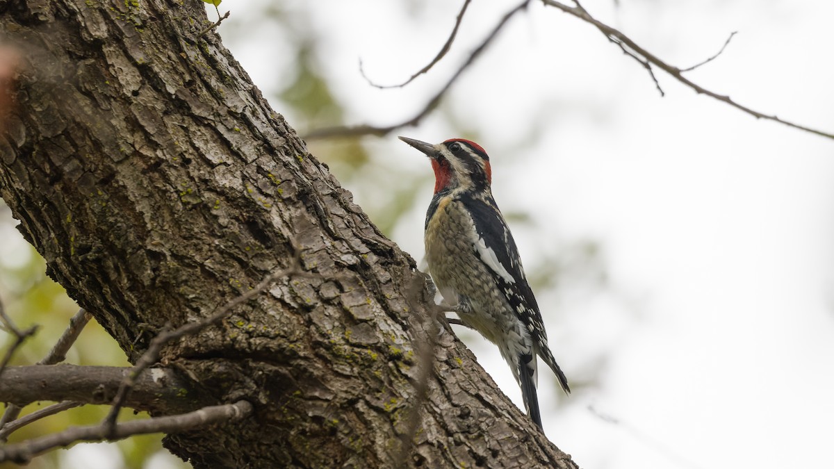 Red-naped Sapsucker - ML644395301