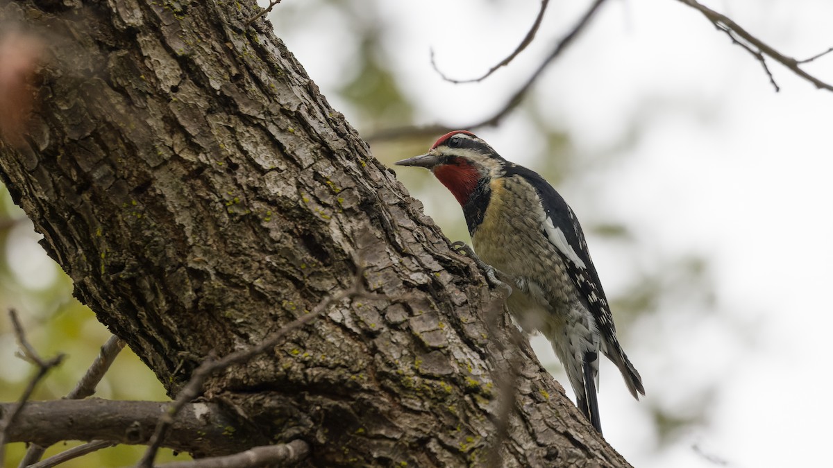 Red-naped Sapsucker - ML644395302