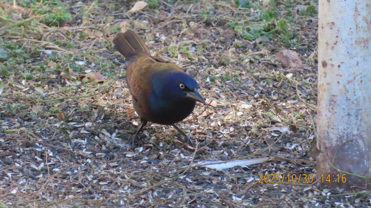 Quiscale bronzé - ML644395308