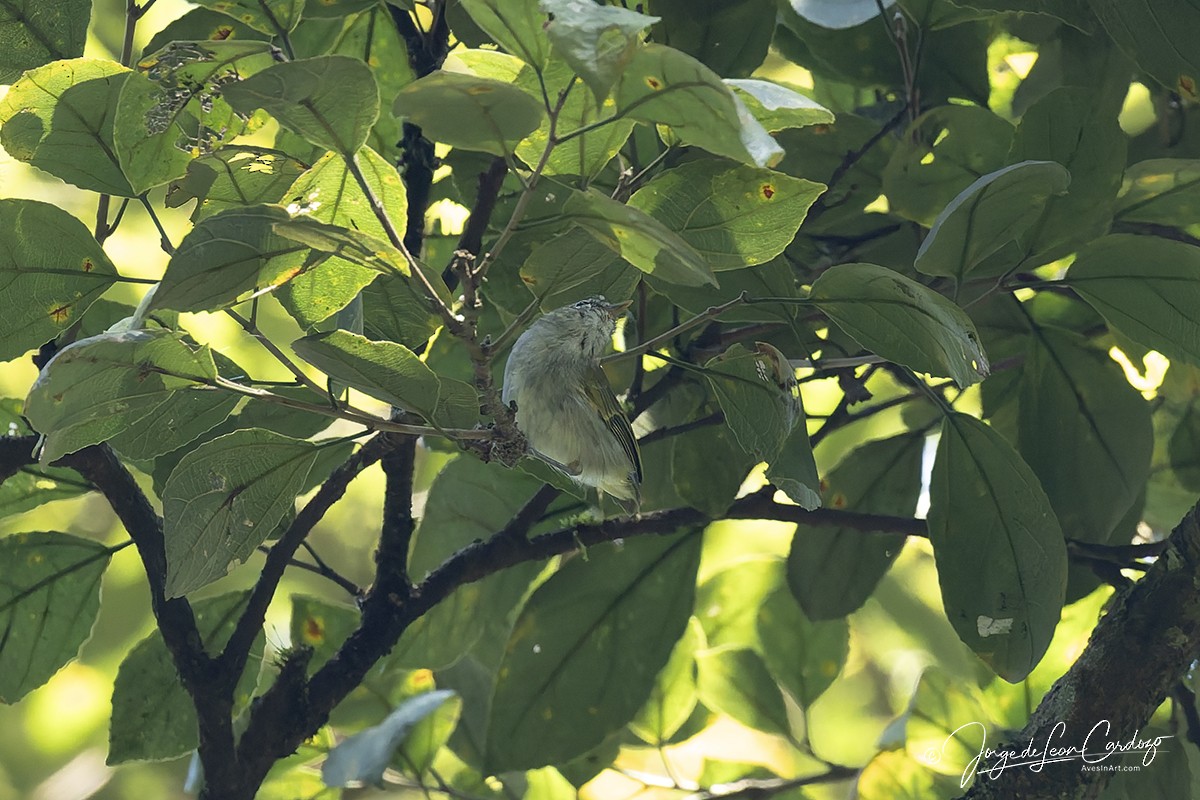 Uganda Woodland-Warbler - ML644395326
