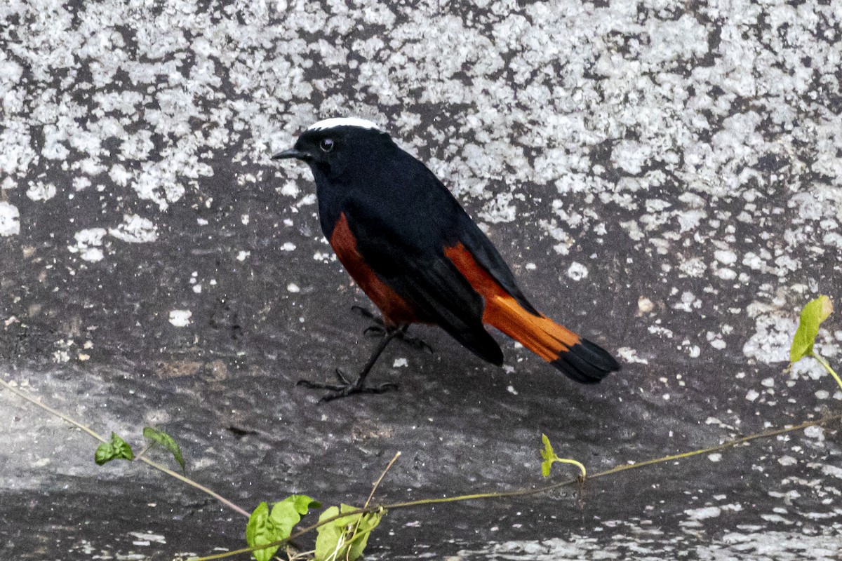 White-capped Redstart - ML644395330