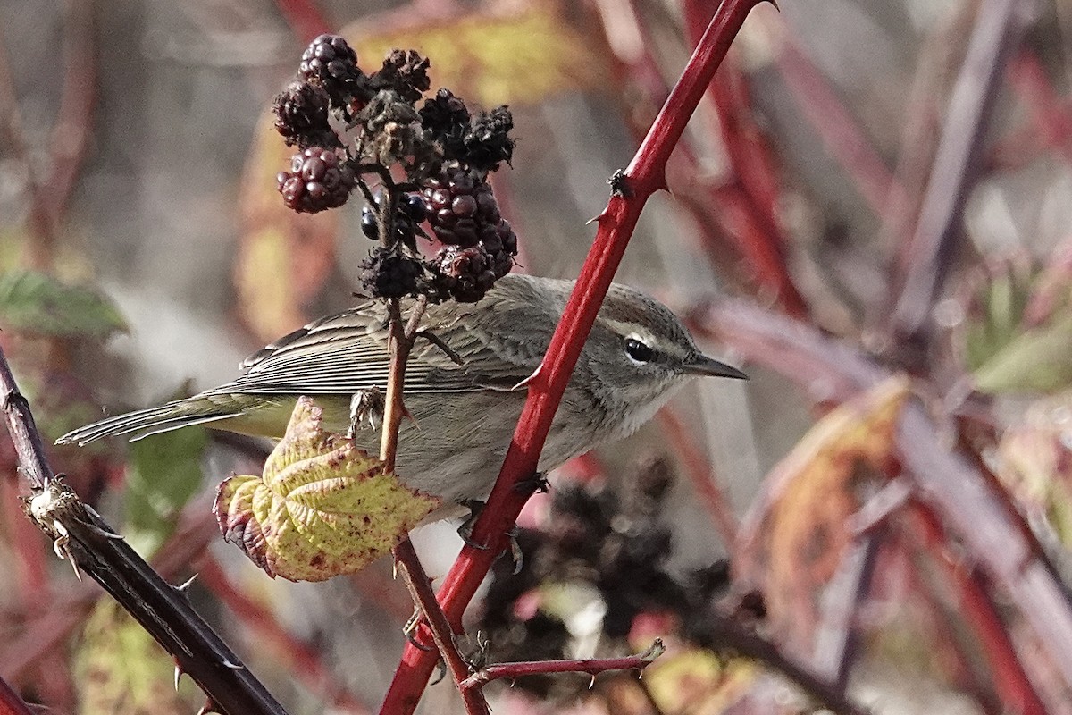 Palm Warbler - ML644395341