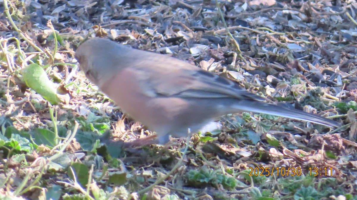 Dark-eyed Junco (Pink-sided) - ML644395342