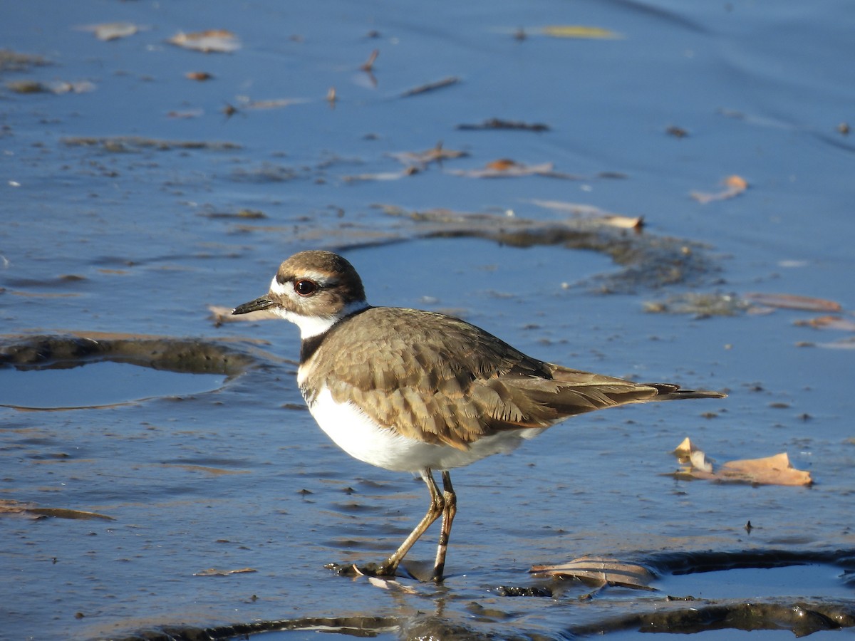 kulík rezavoocasý - ML644395365