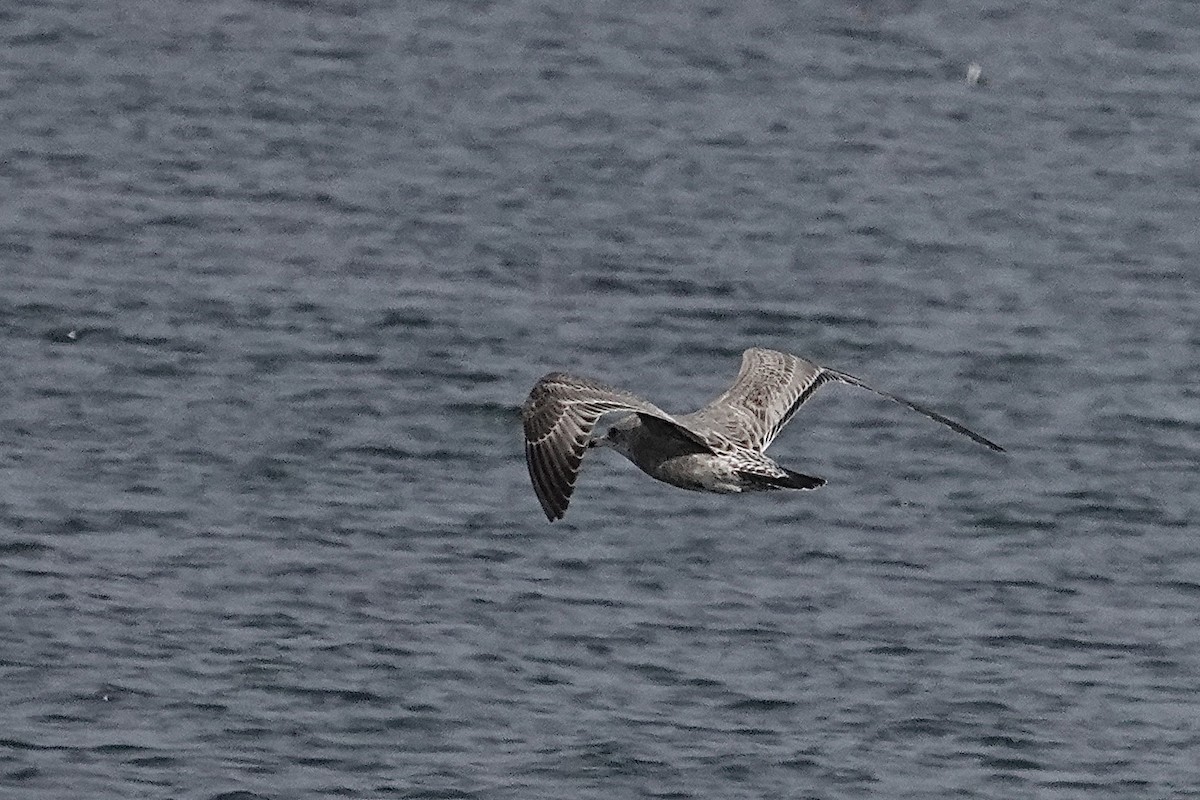 Ring-billed Gull - ML644395367