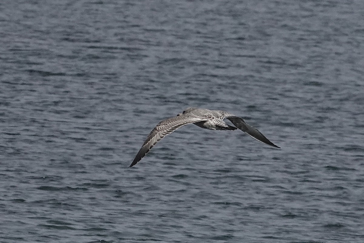Ring-billed Gull - ML644395368