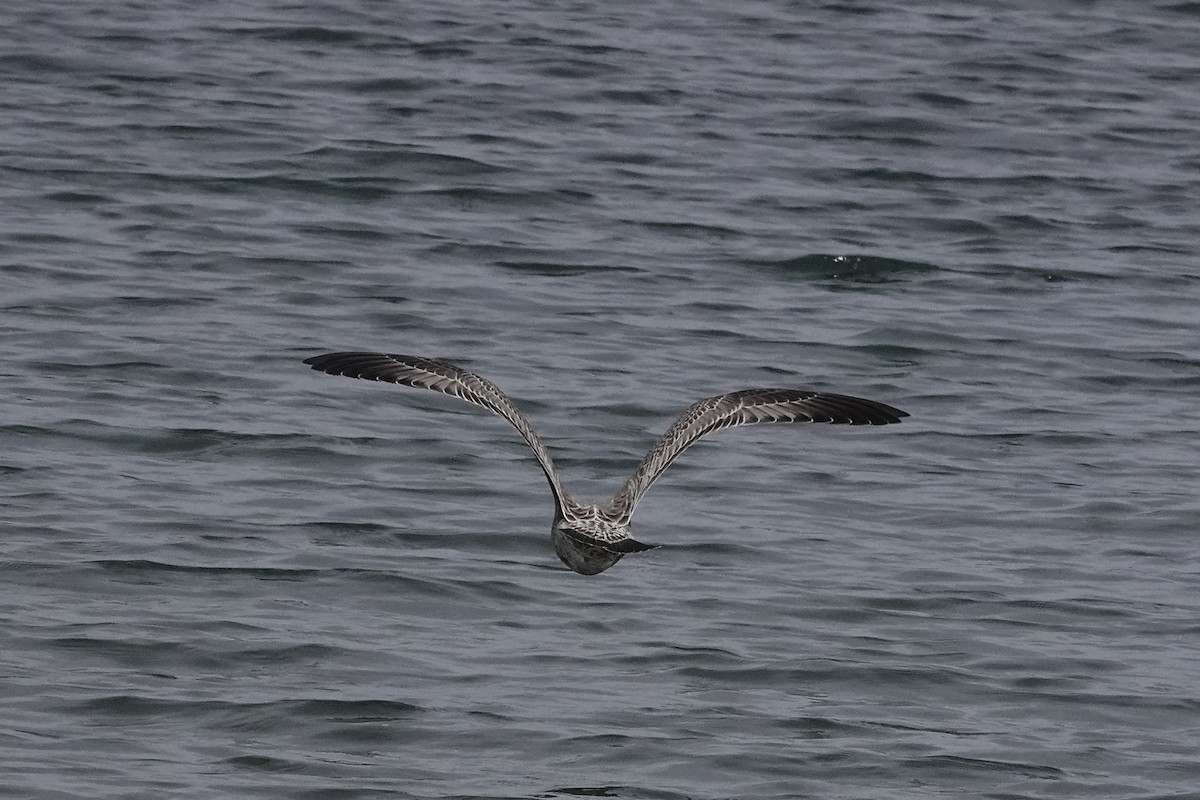 Ring-billed Gull - ML644395369