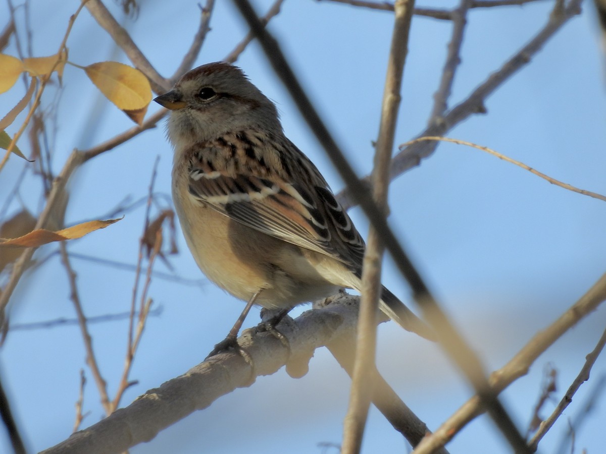 strnádka pokřovní - ML644395370