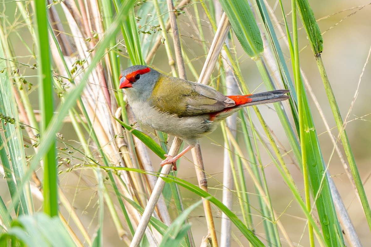 Red-browed Firetail - ML644395383