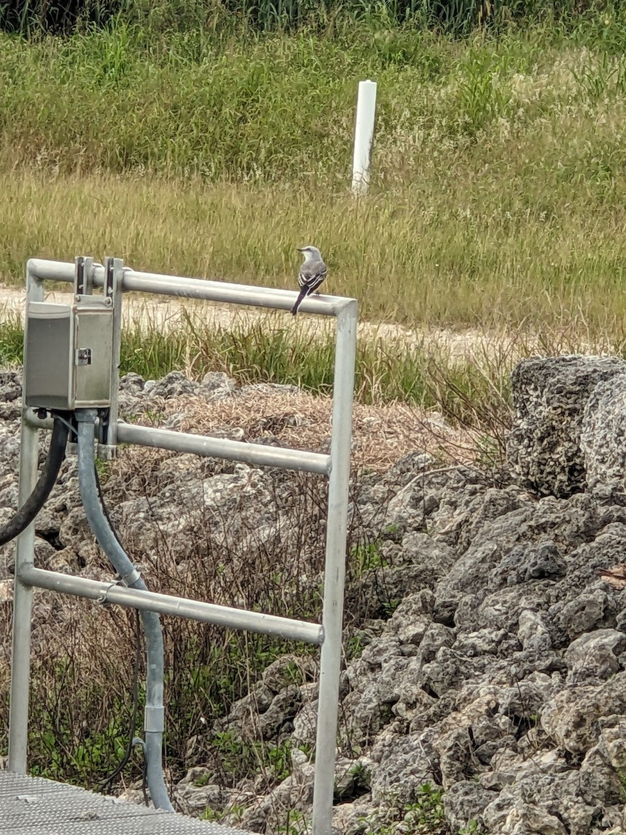 Scissor-tailed Flycatcher - ML644395395