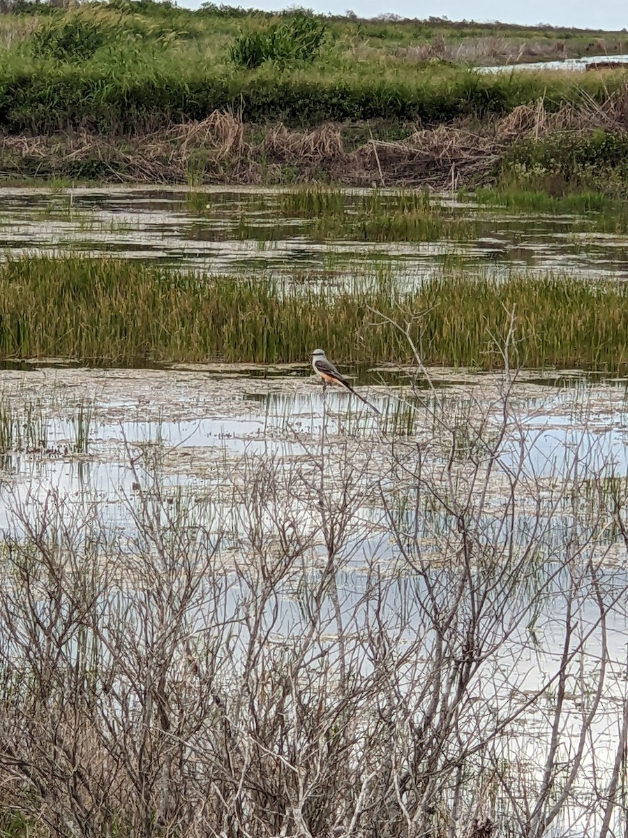 Scissor-tailed Flycatcher - ML644395396