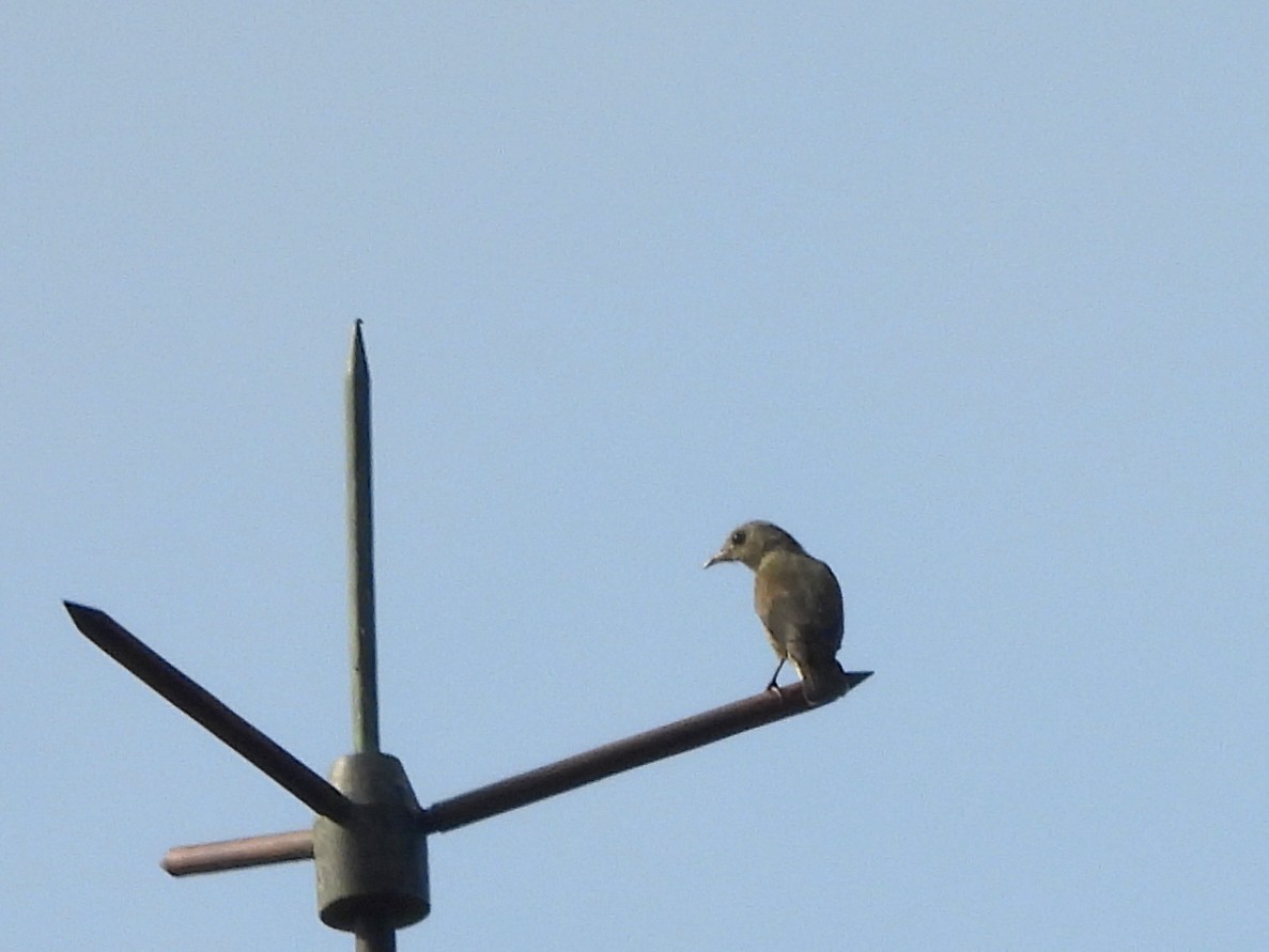 Pale-billed Flowerpecker - ML644395403