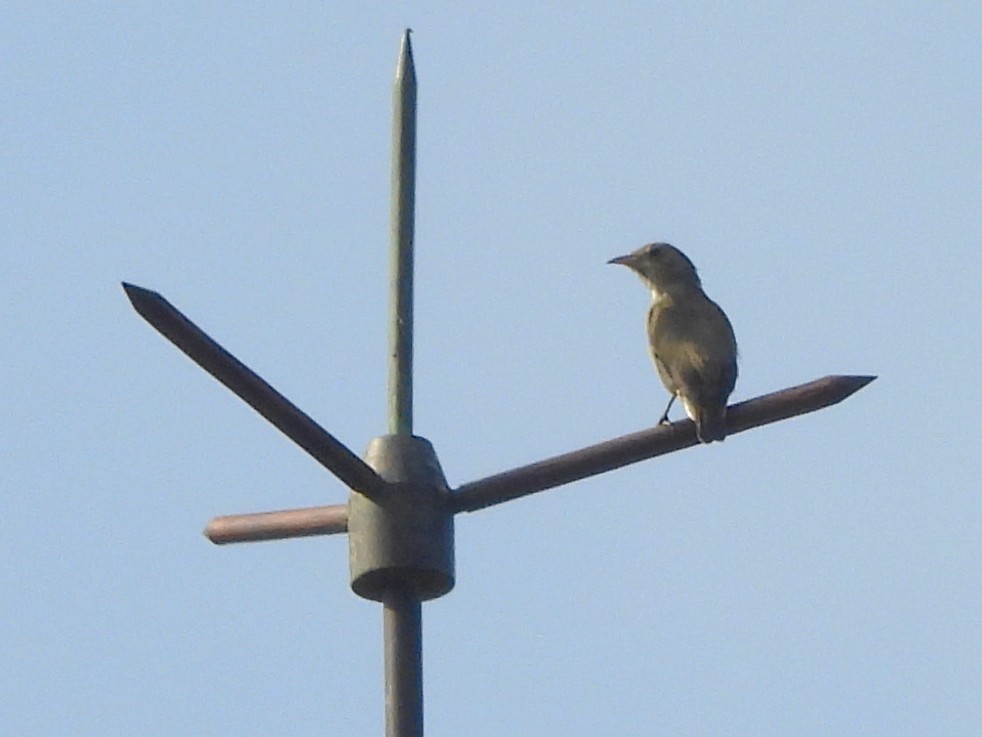 Pale-billed Flowerpecker - ML644395404
