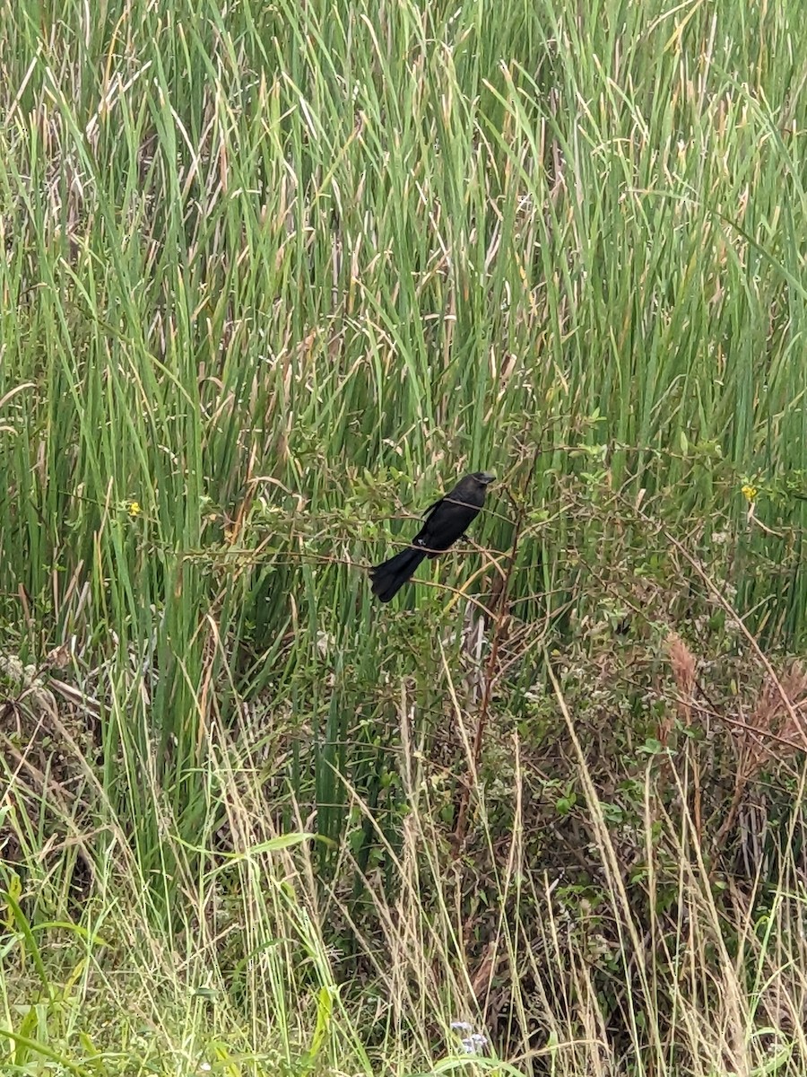Smooth-billed Ani - ML644395407