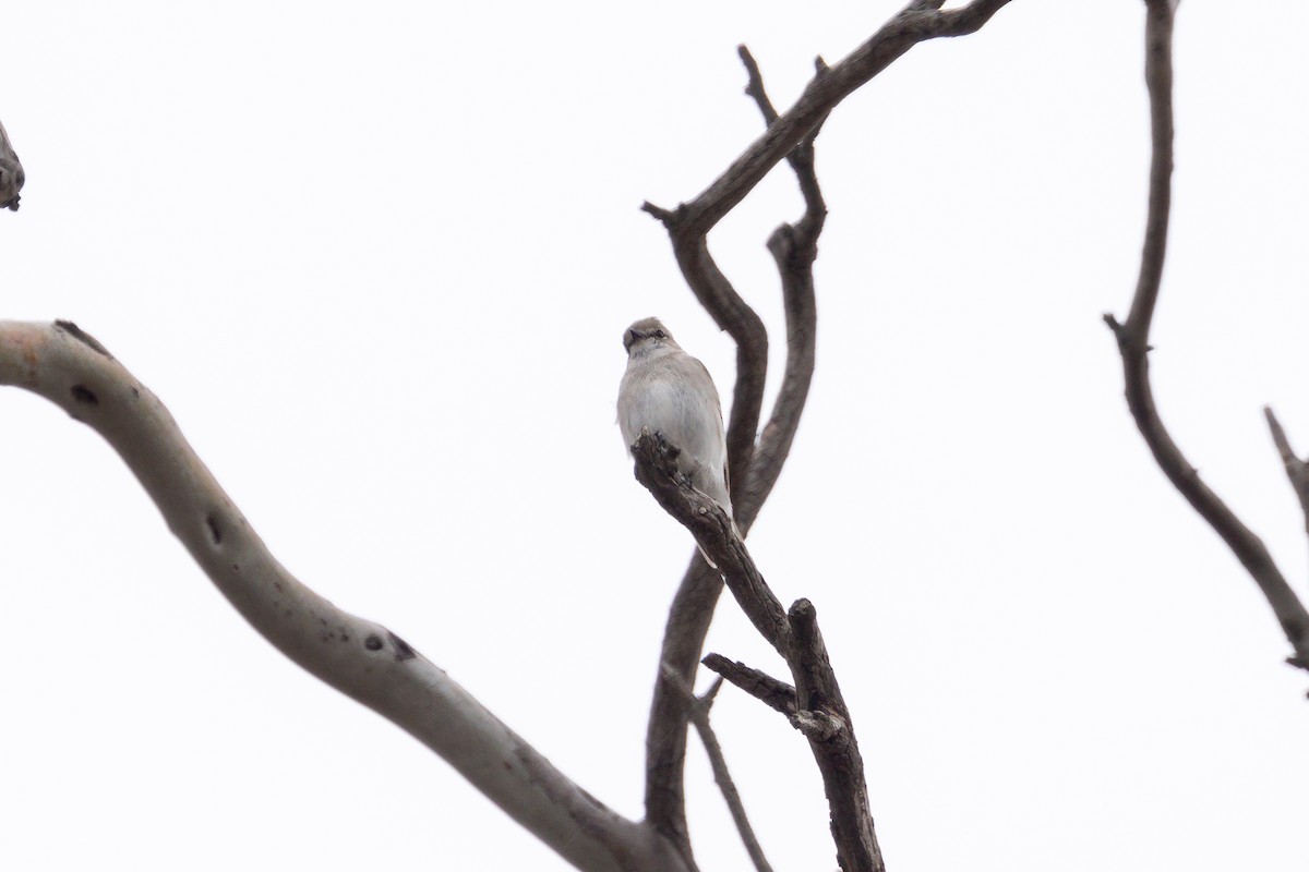 Weißschwanzschnäpper - ML644395412