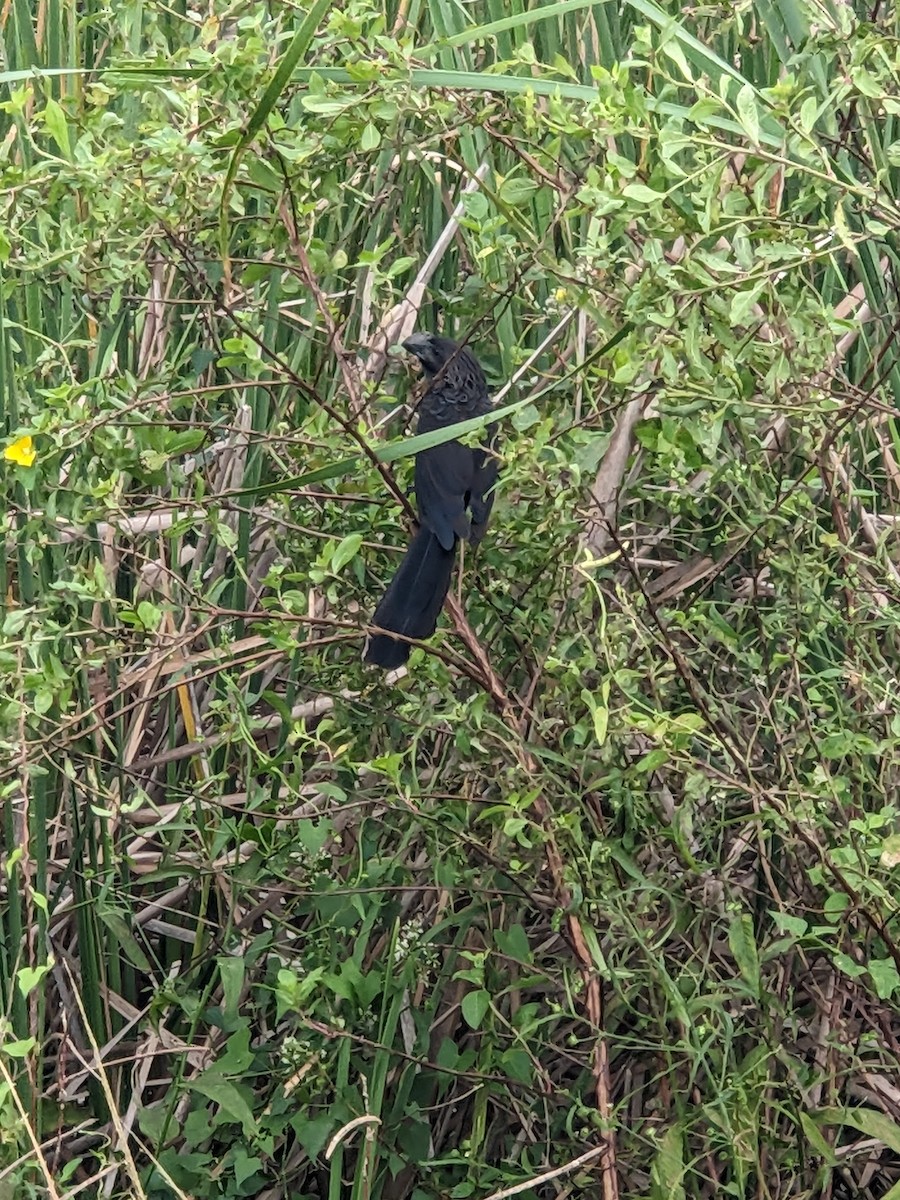 Smooth-billed Ani - ML644395439