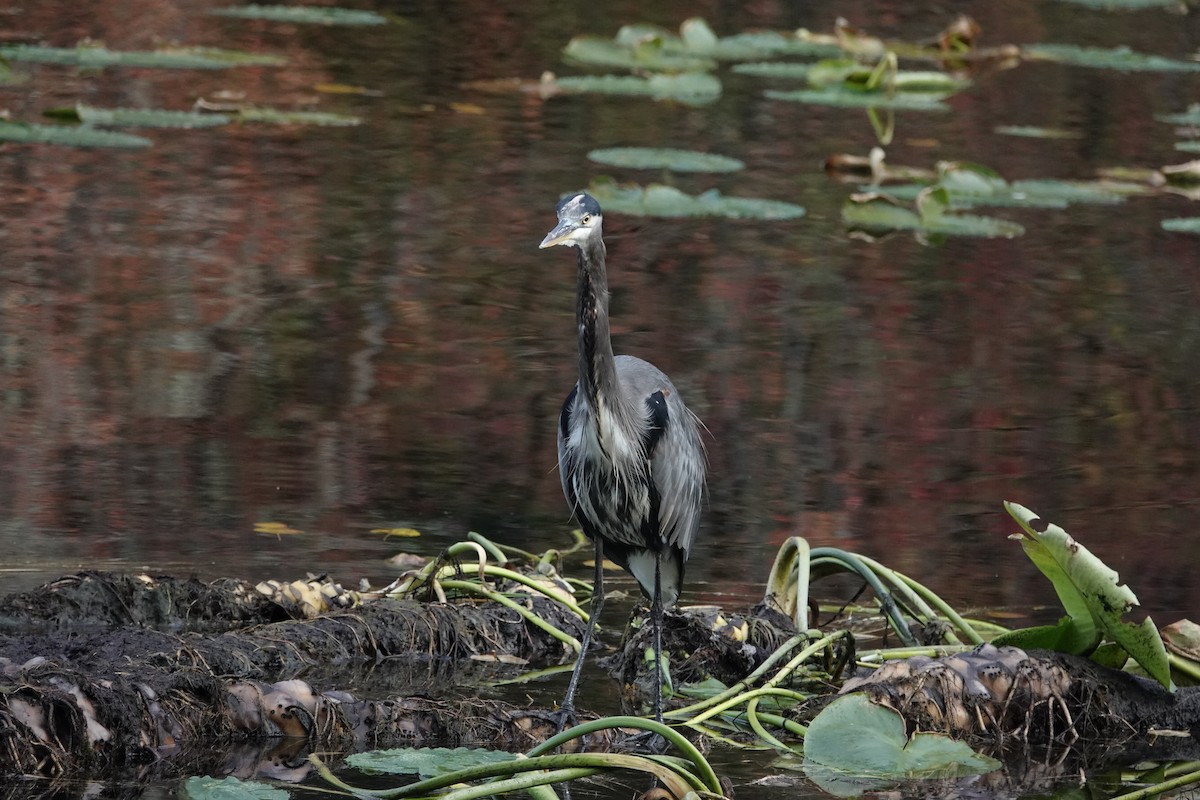 Great Blue Heron - ML644395441
