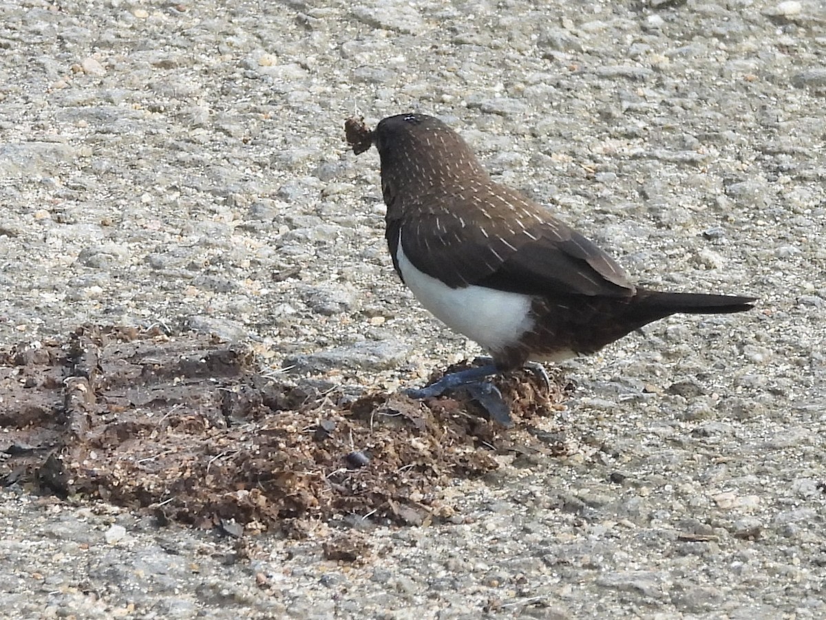 White-rumped Munia - ML644395446