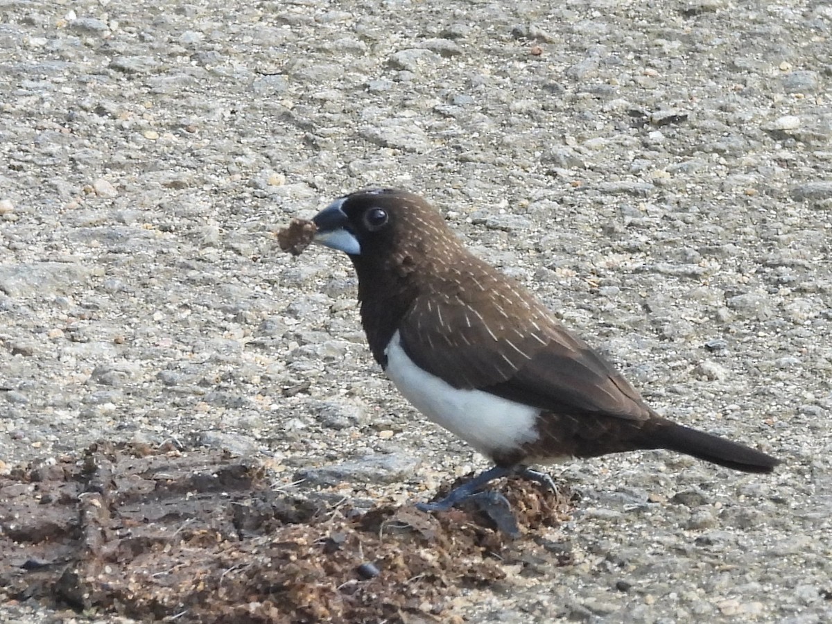 White-rumped Munia - ML644395447