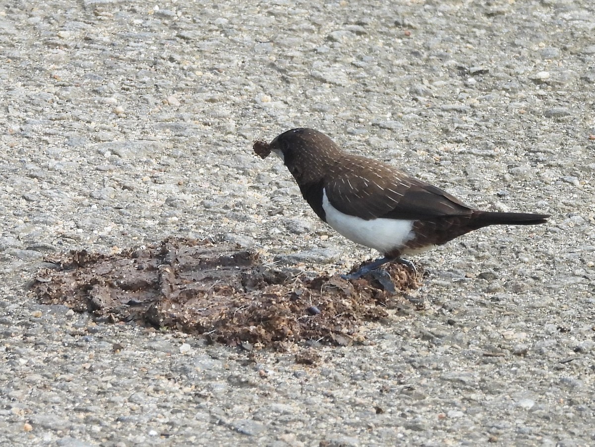 White-rumped Munia - ML644395448