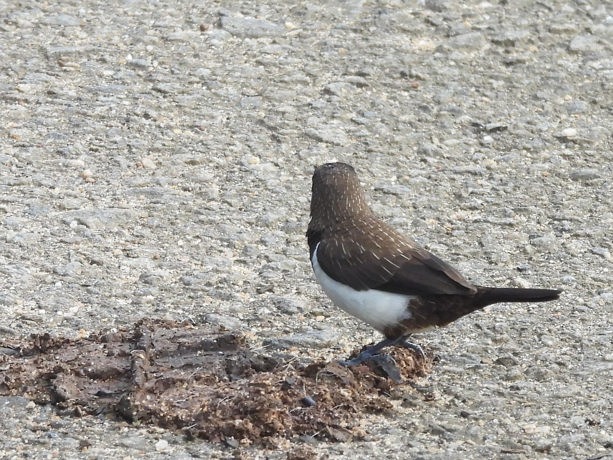 White-rumped Munia - ML644395449