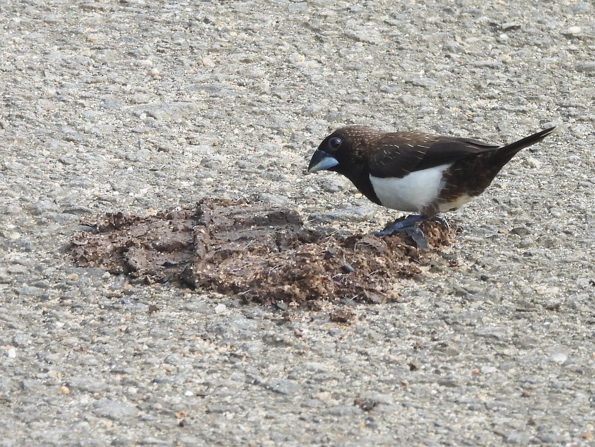 White-rumped Munia - ML644395450